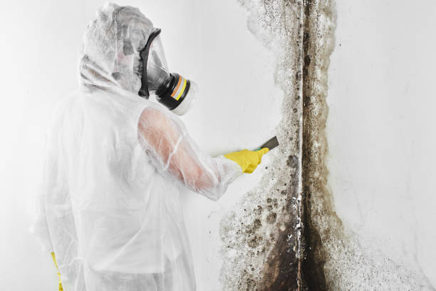 Mold Removal Process in La Blanca, TX