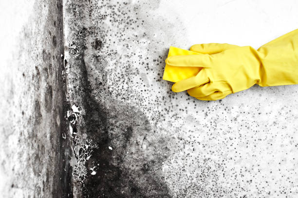 Best Attic Mold Removal  in La Blanca, TX