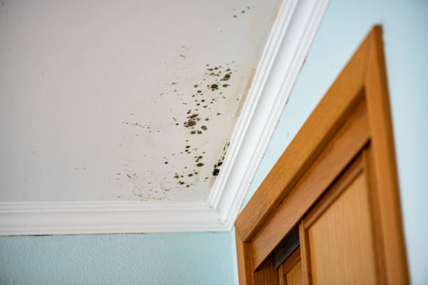 Best Commercial Mold Removal  in La Blanca, TX