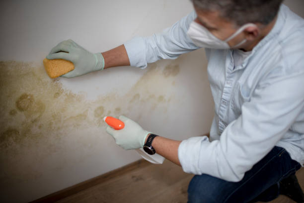 Best Black Mold Removal  in La Blanca, TX