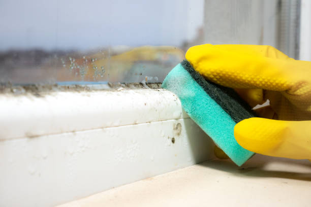 Best Mold Testing and Removal  in La Blanca, TX