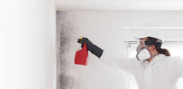 Best Black Mold Removal  in La Blanca, TX