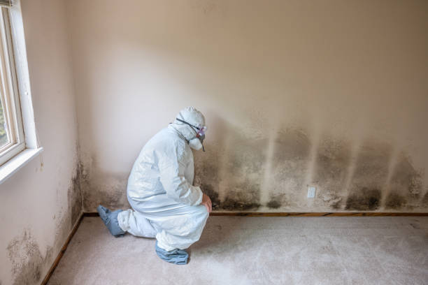 Best Crawl Space Mold Removal  in La Blanca, TX