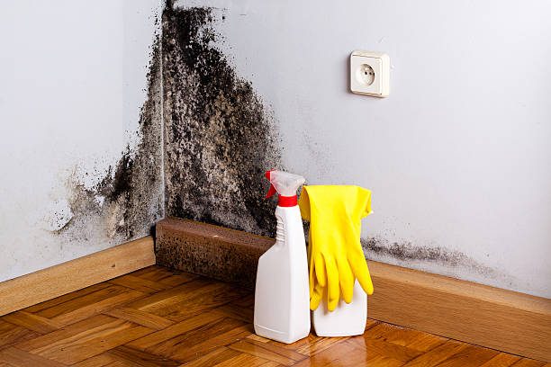 Best Toxic Mold Removal  in La Blanca, TX