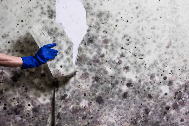 La Blanca, TX Mold Removal Company
