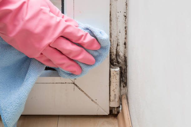 Best Emergency Mold Removal  in La Blanca, TX